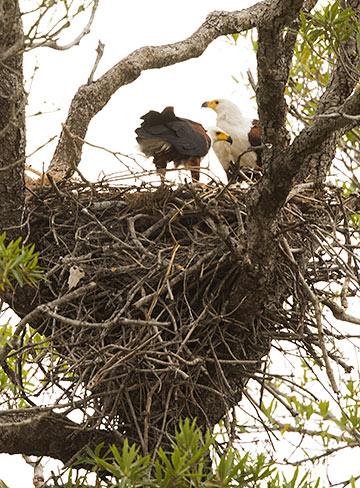 African Fish Eagle at nest